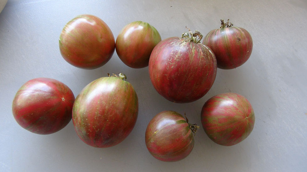 Thumbnail: Here is the Moonlight Mile Variegated Tomato, Solanum lycopersicum. This tomato originates from the USA. It is a cross betwee