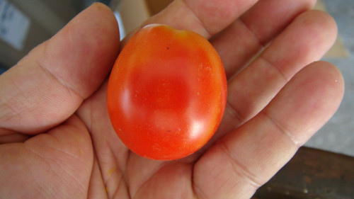 Heinz 1706 Tomato | HRSeeds