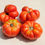 Thumbnail: Here is the Chesnovy Tomato, Solanum lycopersicum. This tomato originates from Ukraine. The fruits are a red traveler tomato