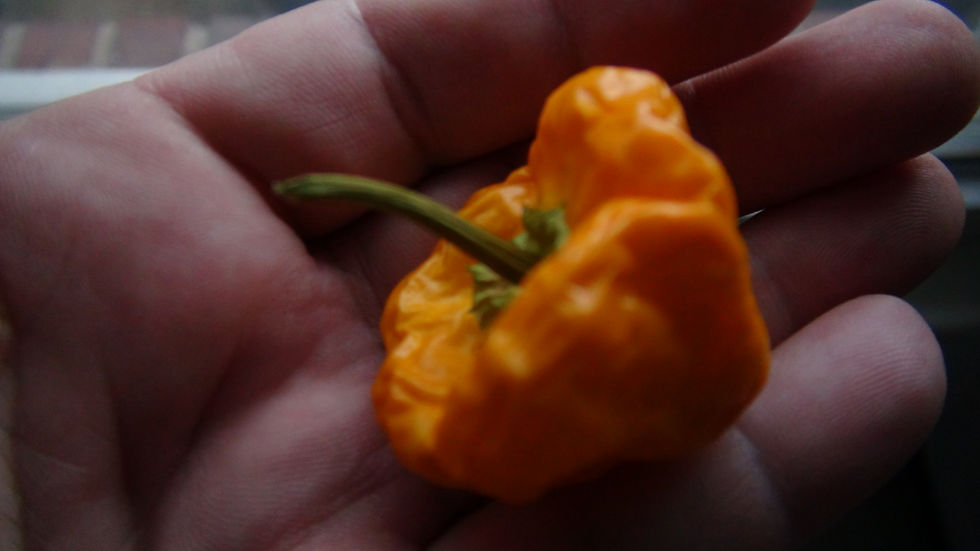 Thumbnail: Yellow Jamaican Scotch Bonnet Pepper