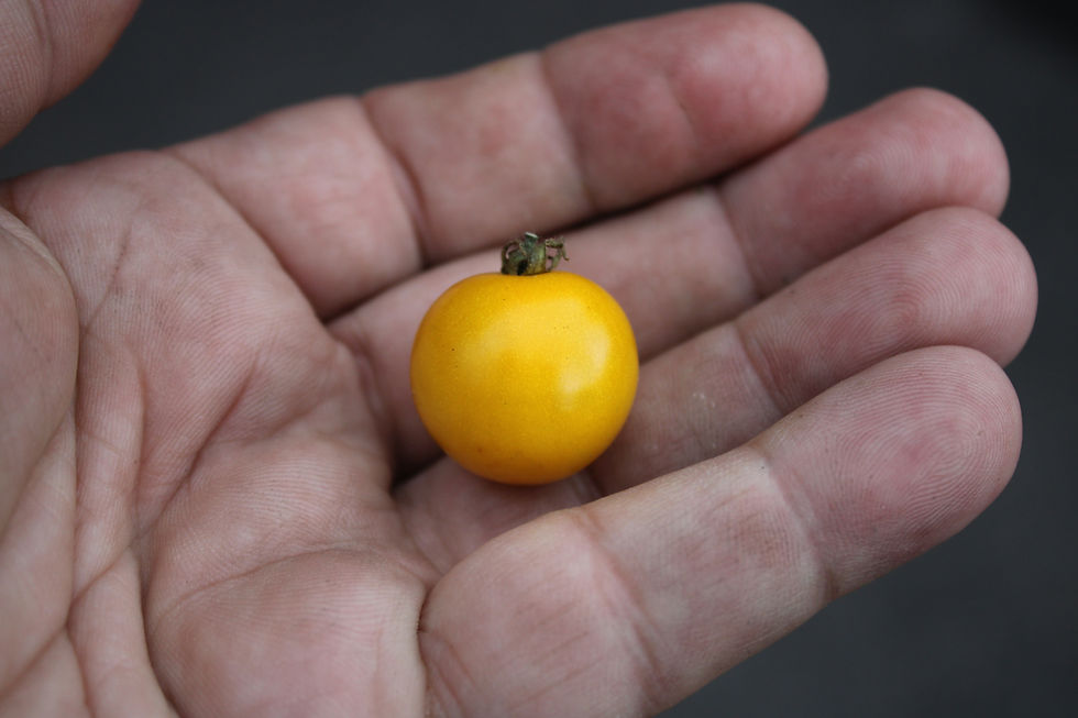 Here is the ВИШНЯ ЖЁЛТАЯ Tomato, Solanum lycopersicum. This tomato originates from Russia. The fruits are golden cherry tomat