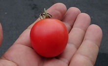 Pink Cocktail Tomato (3).JPG
