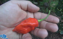 Cappuccino Naga