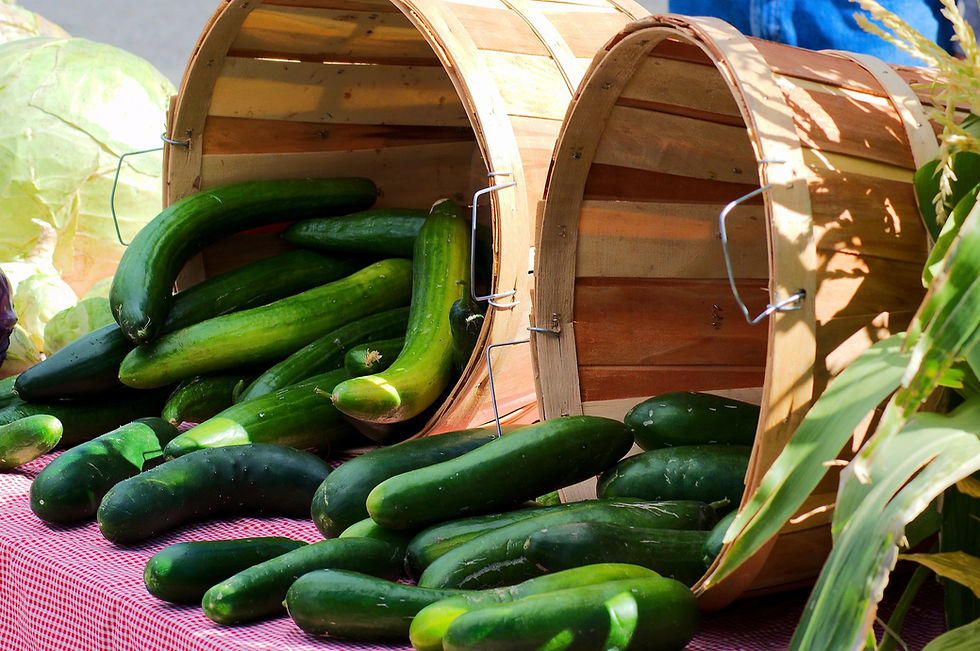 Thumbnail: Here is the Poinsett Cucumber Seeds, Cucumis sativus. This is the true and original version of this cucumber. It's another da