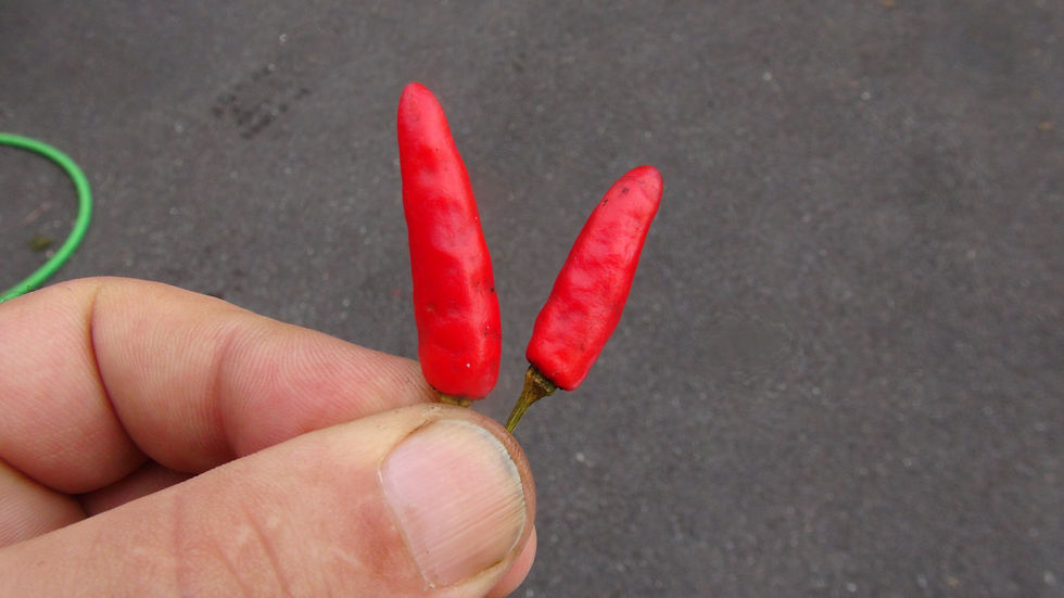 Thumbnail: Here is the Little Elf Pepper, Capsicum annuum, Scoville units: 20,000 to 30,000 SHU. This pepper originates from Hungary. Th
