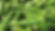 Red Burgundy Okra, Emerald Green Okra, okra, okra seeds, PI 675122, Abelmoschus esculentus, Baby Bubba Hybrid, Blondy okra, Burgundy okra, Cajun Delight okra, Clemson Spineless okra, Cow Horn okra, Go Big okra, Stewart’s Zeebest okra, Jing Orange okra, Perkins Long Pod Okra, Jambalaya Okra, Red Burgundy Okra, Star of David Okra, Hill Country Red, Louisiana Green Velvet, Silver Queen okra, okra varieties, best okra varieties, okra varieties in india, heavy hitter okra, okra plant, okra plants for sale, okra live plants for sale, okra seeds for sale, okra seeds walmart, okra seeds edible, okra seeds benefits, can you eat dried okra seeds, okra pearls, best okra seeds, vegetable seeds, vegetables, seeds, garden seeds, vegetable seeds online, vegetable seed companies, vegetable garden seeds, vegetable seed companies, seeds, gardening, garden, farm, vegetable seeds walmart, vegetable seeds organic, best organic vegetable seeds, cheap seeds, 25 cent seed packets, vegetables, fruits, organic