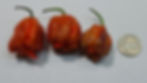 Thumbnail: Here is the Purple Death Pepper, Capsicum chinense, Scoville units: 800,000 ~ 1,500,000 SHU. The Purple Death Pepper originat
