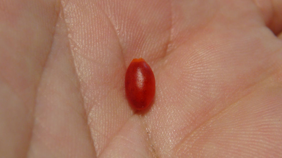 Thumbnail: Here is the Galapagos Island Wild Pepper Type 1 , 97450083, Capsicum galapagoense, Scoville units: 1,500 to 5,000+ SHU. This