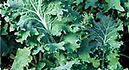 Siberian Dwarf kale