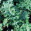 Thumbnail: Siberian Dwarf kale
