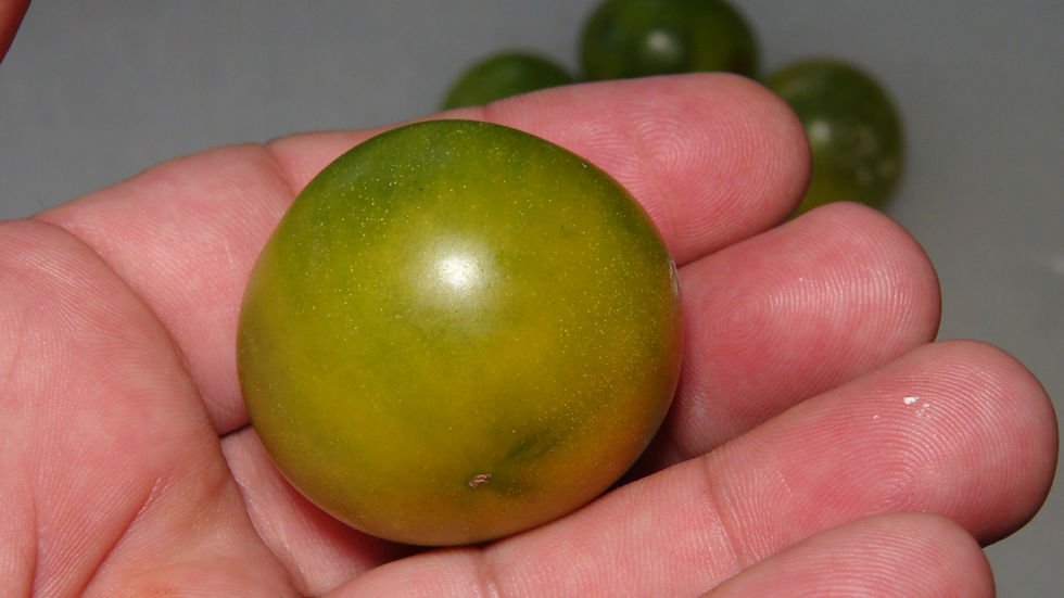 Here is the Green Krim Cherry Tomato, Solanum lycopersicum. This tomato originates from Columbia Valley BC Canada and was fou
