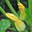Thumbnail: Dark Green Zucchini