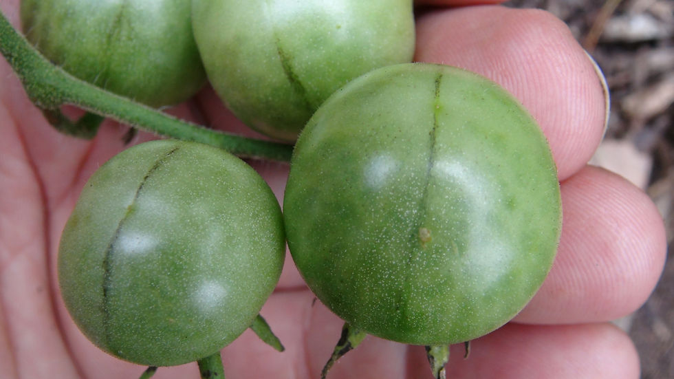 Thumbnail: Here is the Arcanum Pink Cherry Tomato, Solanum arcanum X. This tomato originates from our gardens in Hazleton Pennsylvania U