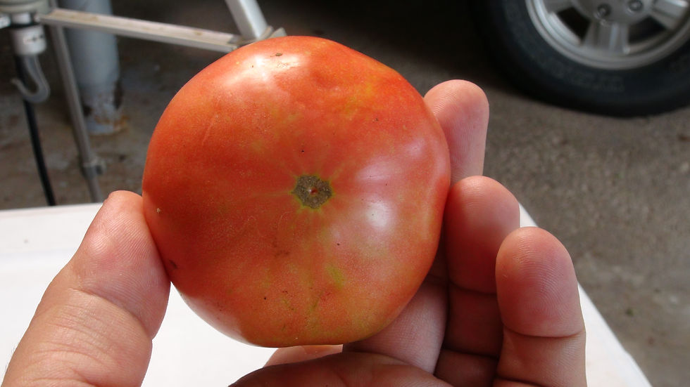 Thumbnail: Here is the Brandywine Tomato, Sudduth Strain, Solanum lycopersicum. This tomato originates from Tennessee USA. Ben Quisenber