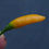 Thumbnail: Here is the Cumari Alongado Orange Pepper, Capsicum praetermissum, Scoville units: 5,000 to 28,000 SHU. The Cumari Alongado O