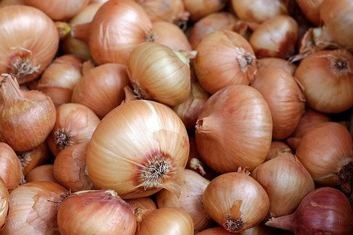Yellow Flat Dutch Onion
