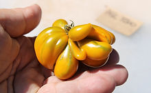 Phil's Two Tomato, Solanum lycopersicum, HRSeeds