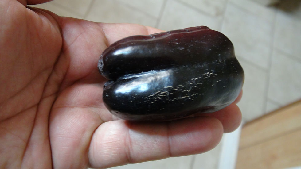 Thumbnail: Here is the Black Square Bell Pepper, Capsicum annuum, Scoville units: 000 SHU. The Black Square Bell Pepper origins are unkn