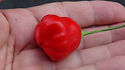 Here is the Aji Rainforest Pepper, Capsicum baccatum, Scoville units: 10,000 to 50,000 SHU. This pepper originates from the Brazilian rain forest. The pepper plant is a heavy producer getting to 4.5 feet tall and spread out and has pendent blocky like pods that are very strange in shape an goes from light green to orange to red! We did not find this pepper to be to hot but the burn was a warm glowing type burn with a classic baccatum flavor! It is said that some plants may show some variegated foliage but so far we haven't seen any yet. Open Pollinated, 110 days from transplants.