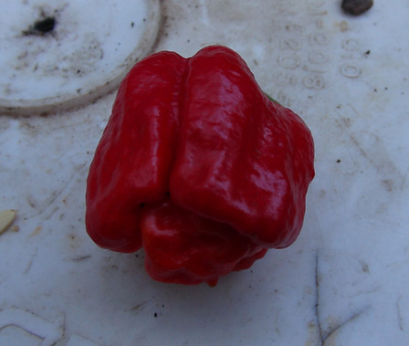 Trinidad Scorpion Sweet Pepper