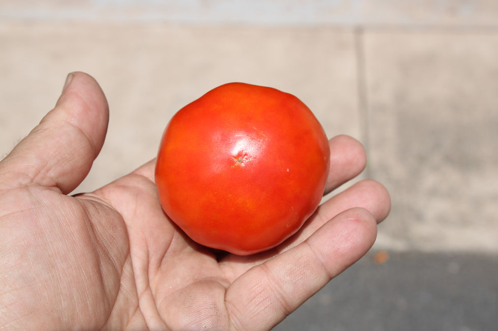 Here is the Garden Tomato, Solanum lycopersicum. This tomato originates from Hazleton PA USA and is a road side tomato. The f