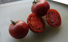 tomto seeds