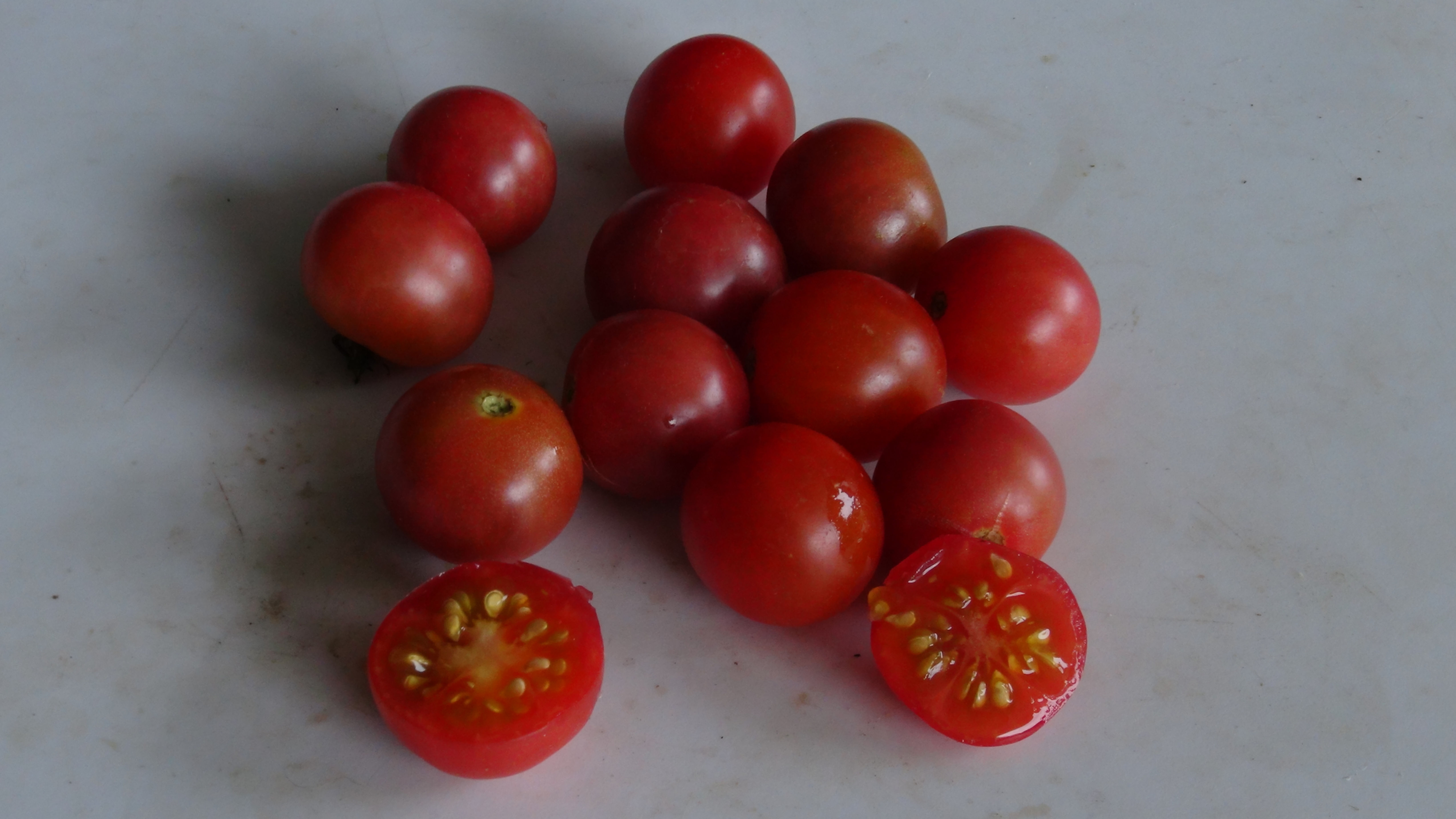 Here is the Pink or Red Cherry Tomato 25 Cents, Solanum lycopersicum. This tomato origins are unknown. This tomato produces 1