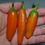 Thumbnail: Here is the NuMex Orange Spice Jalapeno Pepper, Capsicum annuum, Scoville units: 1,100 to 10,000 SHU. This peppers originates