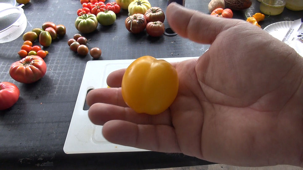 Thumbnail: Plum Lemon Tomato