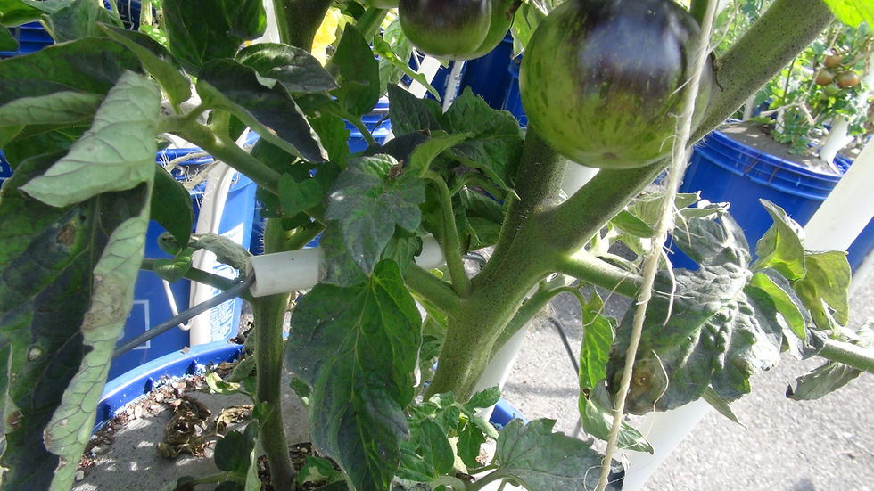 Thumbnail: Here is the Dwarf Lava Tomato, Solanum lycopersicum. This tomato originates from Australia. We don't know anything about this