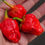 Thumbnail: Here is the 7 Pot Bubblegum Pepper, Capiscum chinense, Scoville units: 600,000 to 1,000,000 SHU. This pepper originates from