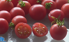 Wild pink cherry tomato