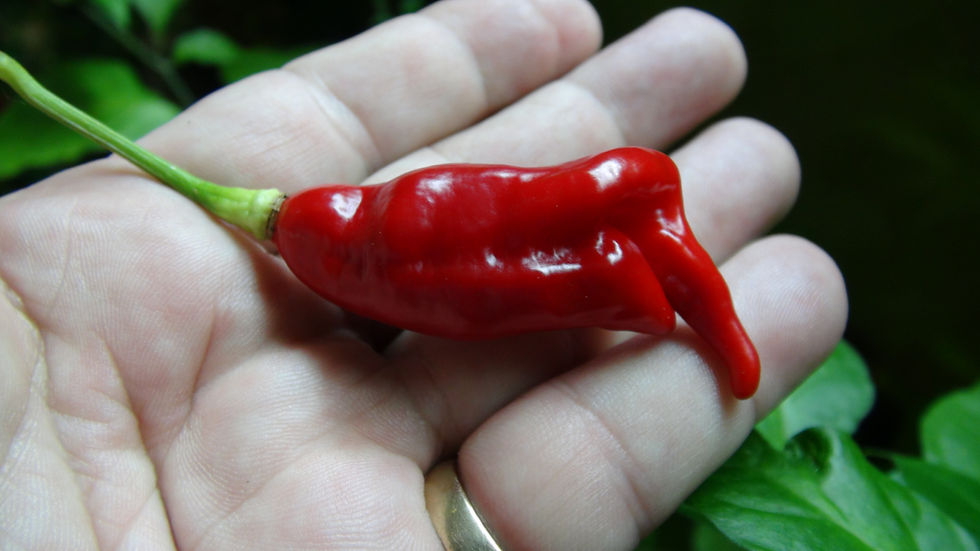 Thumbnail: Here is the SRTSL Pepper, Capsicum chinense, Scoville units: 100,000 ~ 750,000 SHU. This pepper originates from the island of