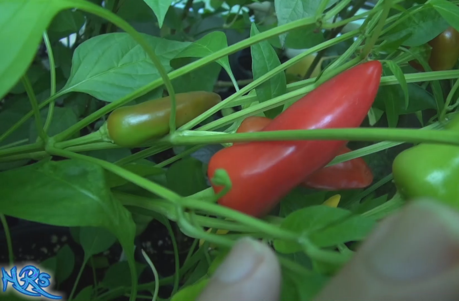 Here is the Fresno Pepper, Capsicum annuum, Scoville units: 2,500 to 10,000 SHU. The Fresno Pepper was developed and released