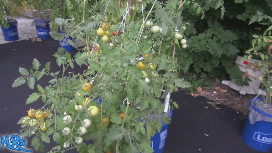 Thumbnail: Gobstopper tomato