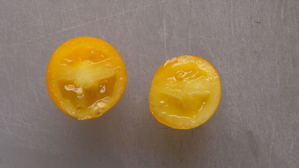 Thumbnail: Here is the Lil’ Peeps Tomato, Solanum lycopersicum. This tomato originates from Florida USA and was developed by Bunny Hop.