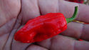 Here is the Bhut Jolokia Red Pepper, Capsicum chinense, Scoville units: 1,041,427 SHU. This is the original version of the ghost pepper. Also known as the Ghost Pepper and Naga Morich. This legendary variety is one of the world's hottest peppers if not the hottest! With readings in excess of 1,000,000 Scoville units, the Bhut Jolokia starts out slow and small but eventually makes tall plants, exceeding 4 ft in favored locations. The thin-walled, wrinkled, pointed fruits reach 2 to 3 inches in length, ripening mostly to red. Germinate with temps between 70 to 80 degrees f. Open pollinated 100 to 120 days from transplant.