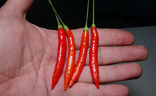 Here is the Aji Peri-peri Pepper, Capsicum baccatum, Scoville units: 1,000 to 7,000 SHU. This rare and unusual baccatum pepper originates from Africa. The strange pepper is a baccatum version of the Piri-piri which means "pepper" in Malawi and many other countries throughout Africa. It also goes by piri-piri or pili pili. Peri-Peri is a common name used to describe many peppers in africa similar to the "Tepin" in western countries. The pods get to around 2.5 inches long and has rich baccatum pepper flavor! Fruits start out white in color and turn to a red color when fully ripe. Plants can get to 5+ feet tall and tend to be a tall sized plant but if pruned they tend to stay small like 3 feet tall and bushy. Pods have an amazing flavor with a very nice snappiness and medium heat an sweetness that is very satisfying but some peppers may be very hot! These make a great drying and pickling pepper and holds up well in a skillet and also great for and fresh eating too! NOTE: Please don't conf