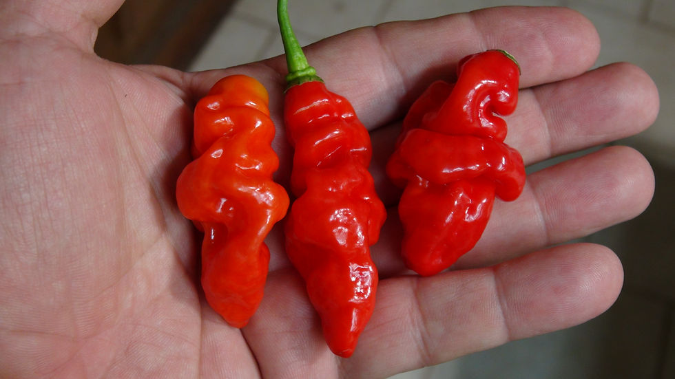 Thumbnail: Here is the PI 281317 Pepper Type 2, Capsicum chinense, Scoville units: 5,000 to 10,000 SHU. The PI 281317 Pepper Type 2 orig