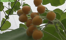 Berries are good to grow for all gardeners. They add variety to our daily lives and are some of the most expensive fruits and vegetables in the supermarket! So growing berries is a wise move when you are crunching the budget. HRSeeds.com offers you a wide variety of berries to choose from. Sunberry, goji berry, raspberry, blue berry, black berry, garden huckleberry, goose berry, cape goose berry, elderberry, Currant, Dewberry, Thimbleberry, Wineberry, strawberry, Barberry, Mulberry, Boysenberry, Grape seed, Logan Berry, Tayberry are just some of the berry varieties we offer. We soon plan to offer berry plant starts in spring to many of these varieties once we can expand our greenhouses. Feel free to contact us if you have a variety you want but don't see it here.