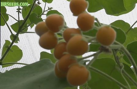 Here is the Dwarf Tamarillo, Tree Tomato, Solanum abutiloides. The fruits are edible, though Solanum abutiloides is rare in cultivation and plants have not been bred for quality of flavor but they taste great! Solanum abutiloides is most often cultivated as an ornamental plant, as the clusters of ripe fruit are very decorative. Plants or trees can get to 8 feet tall and produce fruits late in the fall unless wintered over then fruits early in summer with massive amounts of fruits or berries. Fruits get to 3/4 to 1 inches in size borne on huge clusters with as many as 40 on each bract! they go from green to an orange color and are very very sweet making it good for jellies and jams. We love to eat them fresh off the plant. Parts of plant are poisonous if ingested! Handling the plant may cause skin irritation or allergic reaction. Pollen may cause allergic reaction. Open pollinated 21 days for sprouts and up to 2 years for fruits. bring in for winter.