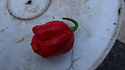 Trinidad Scorpion Sweet Pepper