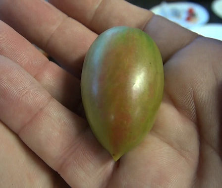 Here is the Lucky Tiger Tomato, Solanum lycopersicum, This tomato was originally created by Fred Hempel in Sunol, California. It is an elongated cherry tomato that will turn slightly yellow when fully ripened. They also have a marbling effect with pink and green in it. This is one of the best tasting tomatoes we tried! Perfect for eating fresh an snacking on in the field. Plants tend to be good producers and tend to be diseases resistant. Indeterminate. Open pollinated. 80 days.