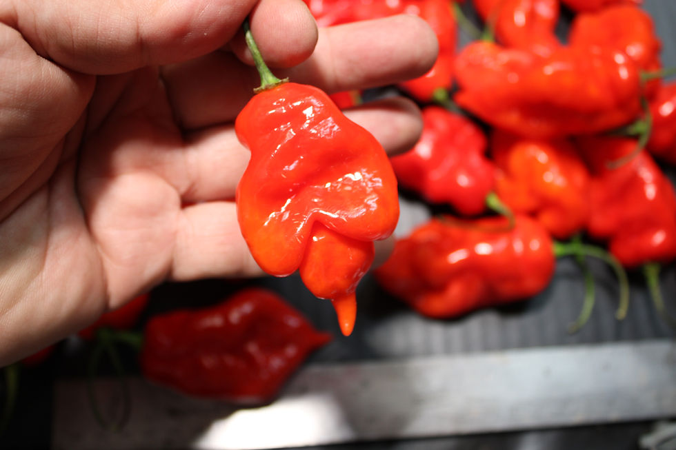 Thumbnail: Here is the Zombie Scorpion Pepper, Capsicum chinense, Scoville units: 700,000 to 800,000+ SHU. it an accidental cross with a