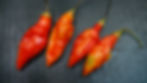Here is the Adrenalina Red Pepper, Capsicum chinense, Scoville units: 100,000 to 200,000 SHU. The Adrenalina Red Pepper orig
