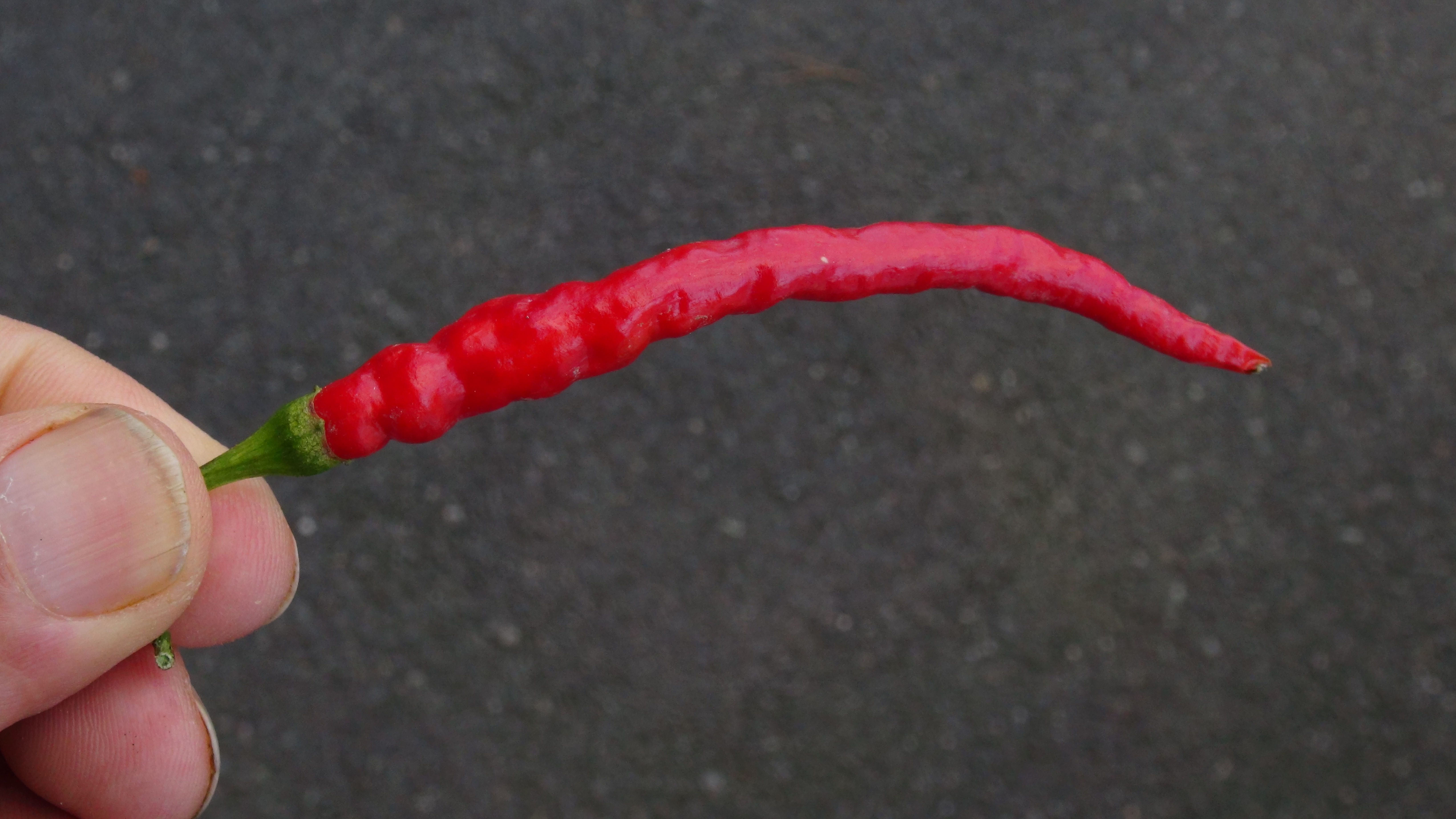 Favignana Chili Pepper