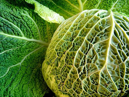 Thumbnail: Aubervilliers Cabbage