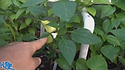White Lakes Pepper