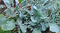 Here is the Laurentian Rutabaga, Brassica napus, variety napobrassica. This Rutabaga has Canadian origins that date back to the 1900's. The Laurentian Rutabaga is a Canadian variation of the American Purple Top Rutabaga. It is a firm creamy white flesh purple top type Rutabaga with a crisp slightly sweet flavor that goes good in any recipe. It can be eaten raw or cooked and make a great mash potato like dish. They can grow to about 3 to 5 inches and plants get to around 2 feet tall. Because Rutabaga seeds are direct sown in the garden, preparing your soil early in the planning process is essential. Poor soil can negatively affect the flavor, quality and growth of the Rutabagas so be sure to use high quality soil that is soft and loamy. they are biennial so best harvested in first year. Great in soups and stews! Open pollinated 67 days.