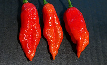 Here is the Black Panther Pepper, Capsicum chinense, Scoville units: 1,000,000 to 1,200,000 SHU. The Black Panther Pepper originates from NJ USA and is a cross between the Pimenta de Neyde and Bhut Jolokia Red that was created by Make it Wayne aKa "Batman" in 2015. It has a red bumpy skin with pods getting to 3 inches long and go from green/black to red when fully ripe and is known for its striking burn. Plants can get to 3.5 feet tall and tend to be a heavy producer in full sun. We found this to be very easy to grow in northern climates. Usually fruits first year and you can over winter in pots. If pruned, plants can live for many years in pots and tend to stay around 26 tall and ornate. A must grow for any collector! Open pollinated, mid to late season, pink or orange perennial, medium grow, 91 to 130+ days to overwinter for many years. LOT#4 SEC1C TAG# 244-2022